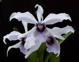 Image result for Alafia orientalis