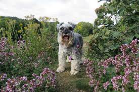 Keep your dog safe by knowing which common indoor and outdoor houseplants are toxic to your complete guide to poisonous plants for dogs. The Ultimate List Of Dog Friendly Plants Pure Pet Food