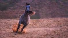 صباح صهيل خيل جامح وقلب عن الخطأ مسامح وحسنات كثيرة دونتها اللوائح و ذكر الله يعطر الصفائح صورة من بطولة جمال الخيل العربي في عسير instagram posts instagram