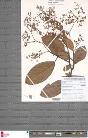 Image result for Tetracera alnifolia