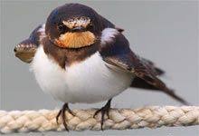 Unsere 40 Haufigsten Gartenvogel Kurz Vorgestellt Nabu Mit Bildern Vogel Im Garten Garten Haus Und Garten