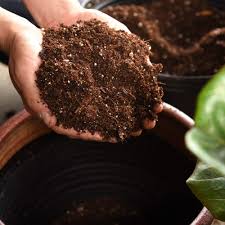 Maybe you would like to learn more about one of these? Fiddle Leaf Fig Soil For Sale Best Soil For Fiddle Leaf Figs Perfect Plants