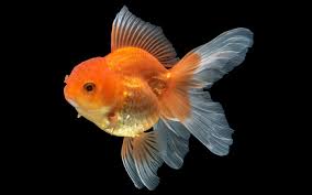 So, how big can a goldfish get? Pregnant Goldfish Is Your Fish Going To Lay Eggs Aquariumnexus