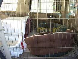 While some countries make it really easy to import your pet, others what's left now is just preparing for your move overseas with your cat in terms of logistics. How To Make Driving Long Distance With A Cat Easier Quora
