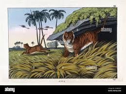 Lithograph of tiger hunting hi-res ...
