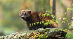 Image result for wolverine