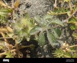 Image result for Ipomoea pes-tigridis