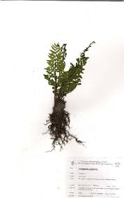 Image result for Cheilanthes quadripinnata