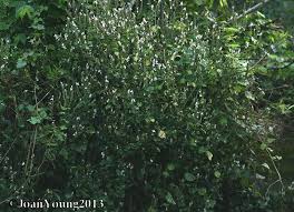 Image result for Isoglossa