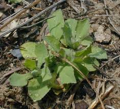 Image result for Disperis virginalis