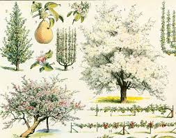 1933 Verger Taille Formation Des Arbres Fruitiers Planche Etsy Antique Botanical Print Botanical Prints Fruit Trees