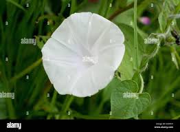 Image result for Ipomoea violacea