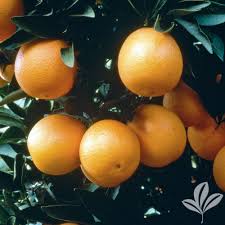 This tree produced a good amount of fruit. Louisiana Trees Saxon Becnel Sons