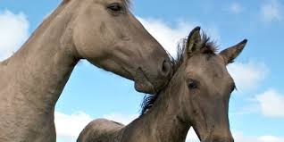 4 peitschenwürmer haben ihren namen von ihrem peitschenförmigen aussehen, denn sie verfügen über ein fadenförmiges vorderteil, an das sich ein dickeres hinterteil anschließt. West Nil Virus Breitet Sich Aus Totes Pferd In Brandenburg Nabu