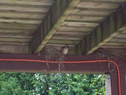 No more owls or fake snakes!!! Robins Nest In Unusual Place