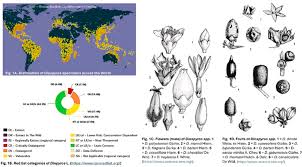 Image result for Diospyros gabunensis
