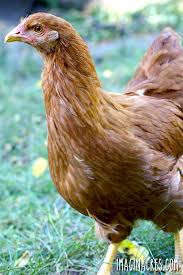 It was started in 2007 by chicken company executives struggling to find workers. 10 Things About Raising Chickens You Won T Read In Books