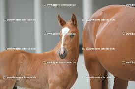 Hickstead white dam offspring competition results. 15 Von Hickstead White Alvalon 557 0823 Bjorn Schroeder