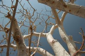 Image result for Sterculia quinqueloba