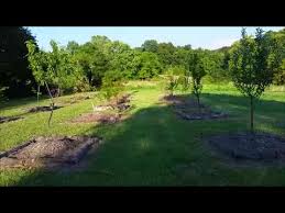 Child picking and eating peach from fruit tree. Orchard Layout And Update Summer 2016 Youtube