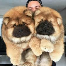 Chows Chow Dog Breed Chow Chow Puppy Dog Breed Info