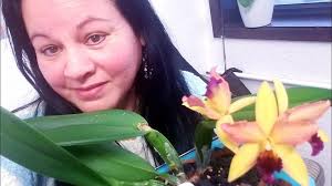 Orquídeas Cattleyas: preparación de sustrato,maceta y trasplante.  ║Orquídeas en el mundo