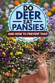 May 2020 in problem solving. Do Deer Eat Pansies And How To Prevent That Garden Tabs