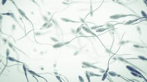 Sperma 147 Rat Auf Draht