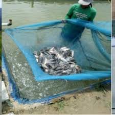 Note that rounding errors may occur, so always check the results. Pdf Integrated Multitrophic Aquaculture In Maninjau Lake Converting Eutrophic Water Into Fish Meal