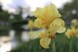 Image result for Cannaceae