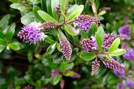 Smoke bush shrubs get their name from the fuzzy balls of unfertilized flowers. Hebe Shrubs Growing And Planting Hebe In The Garden