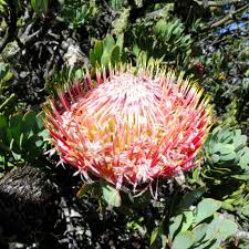 Image result for Protea angolensis