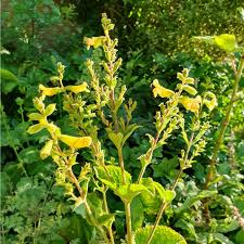Image result for Vernonia galpinii