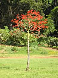 Image result for Brachychiton