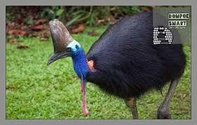 Berhubungan dengan ragam tanaman, dalam kosakata bahasa inggris juga ada banyak jenis kosakata mengenai flora. Jenis Flora Dan Fauna Di Inggris