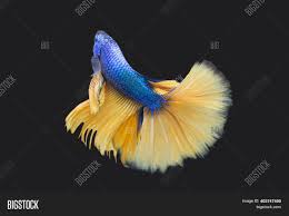 You will learn in this educational video series on how to breed betta fighting fish … Betta Blue Mustard Image Photo Free Trial Bigstock