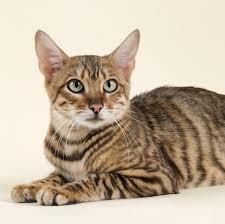 The toyger looks like a jungle tiger. 8 Cats That Look Like Tigers Toyger Cat Bengal Cat And More