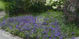 We did not find results for: Waldreben Clematis Zrodlo Dobrych Pnaczy
