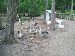 Ducks At Irvine Park Zoo Chippewa Falls Wi Irvine Park Chippewa Falls Park