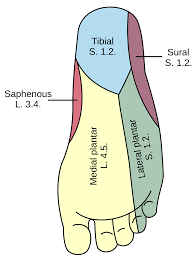 Lateral Plantar Nerve Wikipedia