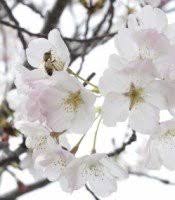 Pauline Blake Ford Obituary