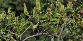 Image result for Faurea rochetiana