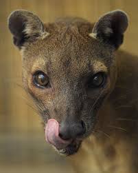 You Ve Happened Upon The Official San Diego Zoo Global Tumblr Blog San Diego Zoo Global Is A Not For Profit Organizati Weird Animals Fossa Animal Rare Animals