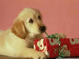 Christmas Dog Wallpaper Christian Wallpapers And Backgrounds Christmas Puppy Dog Christmas Pictures Christmas Animals 99 (£3.66/count) get it tomorrow, jan 11.