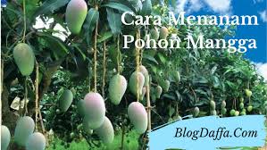 Setelah proses pencampuran media selesai, langkah selanjutnya adalah menanam bibit buah naga dengan cara membenamkan sekitar 25% dari panjang keseluruhan bibit. 6 Cara Menanam Pohon Mangga Dengan Mudah Di Pekarangan Rumah Blogdaffa Com