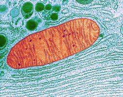 Check spelling or type a new query. How Secret Conversations Inside Cells Are Transforming Biology