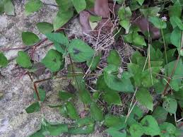 Image result for Persicaria nepalensis