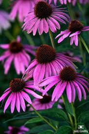 Late Summer Farmers Garden By Jim Crotty 10 Jpg Purple Flowers Pretty Flowers Planting Flowers