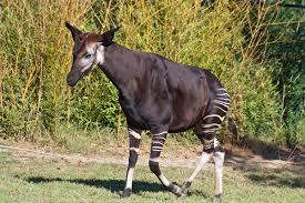 The ultimate list of all animals that begin with the letter t: Okapi Wikipedia