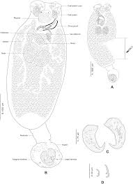 Image result for Cyclocotyla